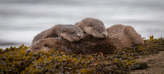 Otter mother sleeping with her two kits on top of her.