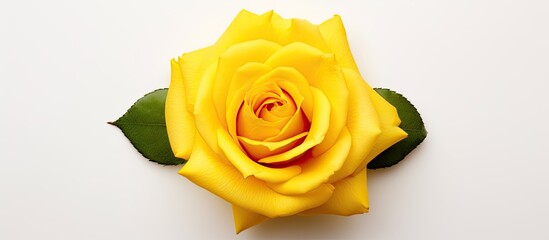 An overhead shot captures the vibrant yellow petal of a single bright yellow rose, isolated on a white background, showcasing its intricate details up close in stunning color.