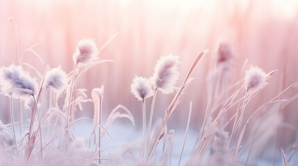 A mesmerizing winter nature background captured in macro. Delicate, fluffy tall grass stems elegantly coated in snow amid a gentle snowfall