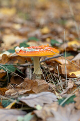Mushrooms, toadstool, Amanita pantherina, Amanitaceae, European autumn fall landscape, sunny day in November, outdoor and inside forest, yellow and brown trees, leaves
