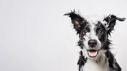 Foto op Plexiglas happy black wet dog taking bath with soap foam on his head . white background. copy space © ALL YOU NEED studio
