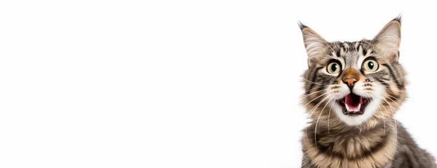 Foto op Plexiglas Shock cat banner with copy spacing © Graphi Fusion