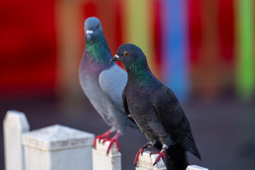 A pigeon sitting on a wooden fence at sunrise.