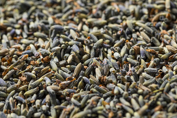 Raw Purple Organic Dry Lavender