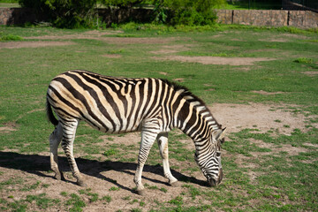 Fototapeta na wymiar Zebra grazing on grass under the sun in a barn.