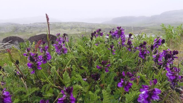 Alpine sweetvetch (Hedysarum alpinum) on maritime meadows of north-eastern Scandinavia. The coast of the Barents Sea. Cold mists (advection fog) of maritime climate. Edible plant, fodder plant