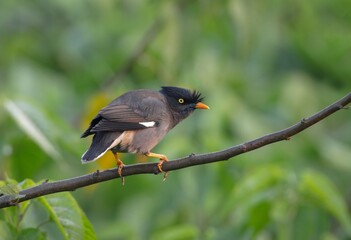  jungle myna is a myna, a member of the starling family. this photo was taken from Bangladesh.