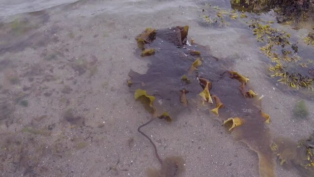 Thalomas of laminaria Laminaria hyperborea in coastal waters sublitoral. The north coast of the Barents Sea