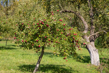 Fototapeta na wymiar There are many red apples on the tree in the garden. On a green background of trees and grass.