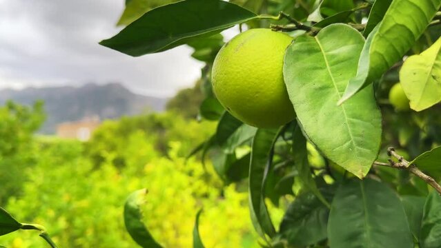 Ripe lemons hanging on a lemon tree in Spain. Yellow lemons grow on a tree in the garden. Sun in shining though the branch