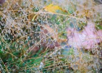 Morning Dew Adorning Fragile Plant Stems with Glistening Droplets