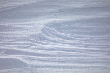 winter snow in a forest