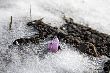spring snowdrops in the snow