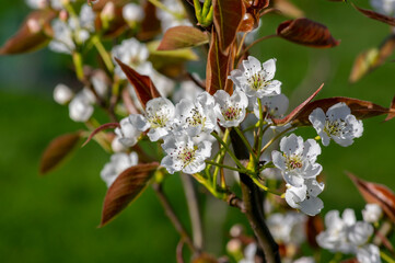 Obraz premium Pyrus pyrifolia asian pear white tree flowers in bloom, nashi flowering branches