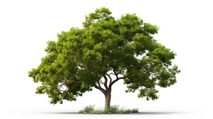 Tree on a white background, isolated