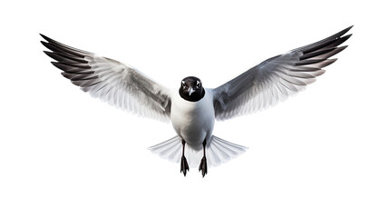Obraz premium a Seagull/Laughing Gull in-flight frontal view in an isolated and transparent PNG in a Nature-themed, photorealistic illustration. Generative ai