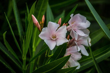 Nerium oleander, most commonly known as oleander or nerium