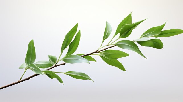 Tea tree (Thea sinensis). The leaves have been used in alternative medicine and other medical systems to treat asthma, angina pectoris, peripheral vascular disease, and coronary artery disease.