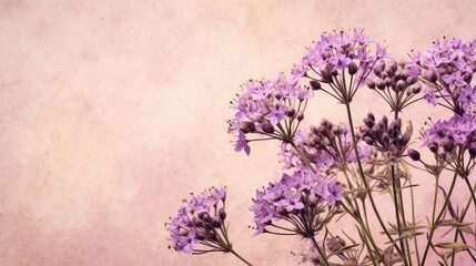 Obraz premium Valerian and lavender herb flowers over mottled cream background. Used in alternative medicine as calming medicine.