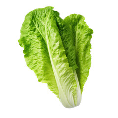 Lettuce greens in a side view in an isolated and transparent PNG in a Salad-themed, photorealistic illustration. Generative ai
