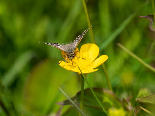 Grizzled Skipper Butterfly. Wings Open.
