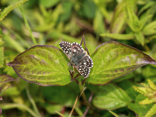 Grizzled Skipper Butterfly. Wings Open.