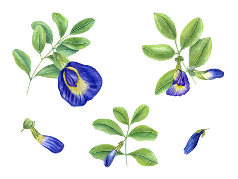Blue clitoria ternatea in full bloom. Green leaves, flowers, buds and leaf. Bending branches of Asian plant. Butterfly pea flower. Watercolor illustration for cookbook design, menus