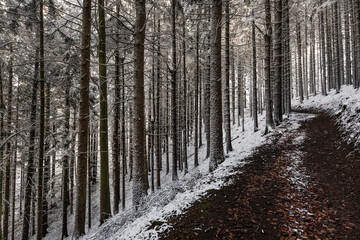 Weg durch den Winterwald
