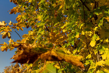 Yellowing maple foliage in the autumn season