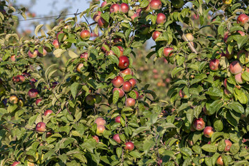Apple harvest in the apple orchard