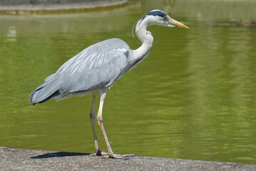 Grey Heron (Ardea cinerea) standing near a pond in Zurich, Switzerland