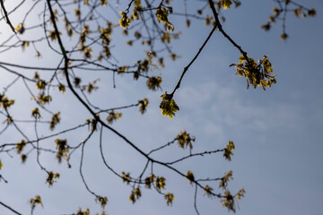 a flowering maple tree in the spring season, a spring park
