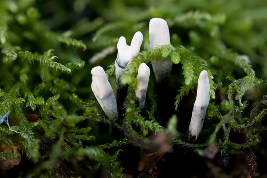 Geweihförmige holzkeule (xylaria hypoxylon), ein Pilz auf morschem Holz