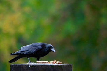 The Raven