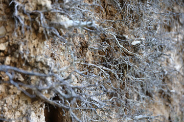 Earth section with different layers of soil, rocks and plant roots underground close up