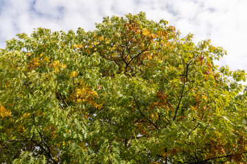 Fototapeta na wymiar oak tree during the autumn season before leaf fall