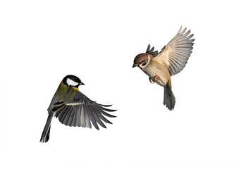 set of bird photos tit and sparrow flying on isolated white background