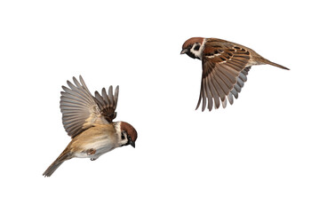 set of photos of two birds sparrows flying on isolated white background