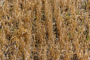 Fototapeta premium golden dry stubble on wheat in the field in summer