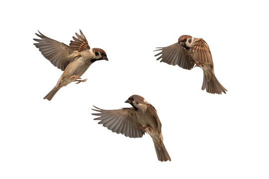 set of photos of birds sparrows flying on isolated white background
