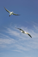 Fototapeta na wymiar Cape gannets - Morus capensis (Sula capensis)