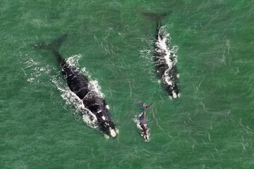 Southern right whales - Eubalaena australis