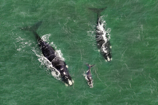 Southern right whales - Eubalaena australis