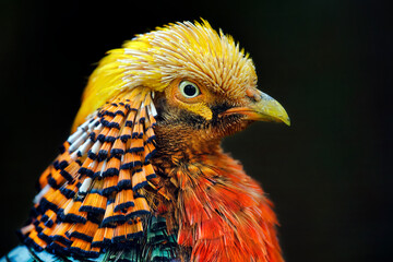 Golden pheasant - Chrysolophus pictus