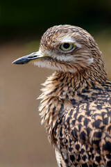 Eurasian stone-curlew - Burhinus oedicnemus
