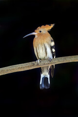 Eurasian hoopoe - Upupa epops © Fab