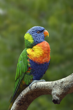 Rainbow lorikeet - Trichoglossus moluccanus