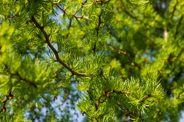 soft green needles on larch in spring, close-up