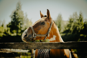 Portrait of a beautiful spotted horse grazing by the wooden fence of a paddock on a farm on a warm...