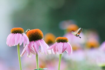 Obraz premium bee on a flower
